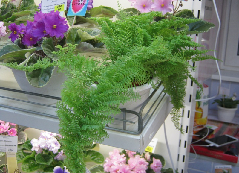 9.Нефролепис Fluffy Ruffles.JPG