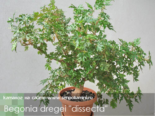 Begonia_dregei_dissecta.jpg