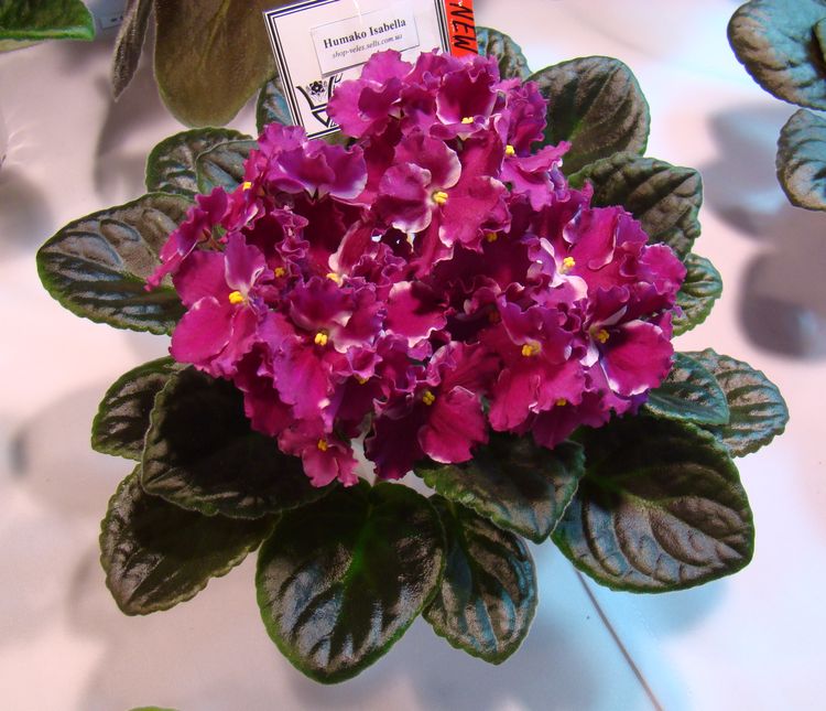 DSC03042.JPG