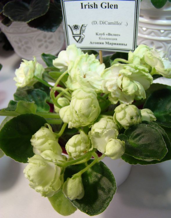 DSC03037.JPG