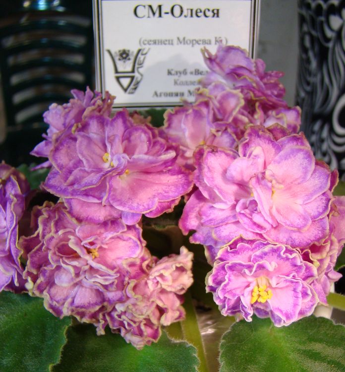 DSC03035.JPG