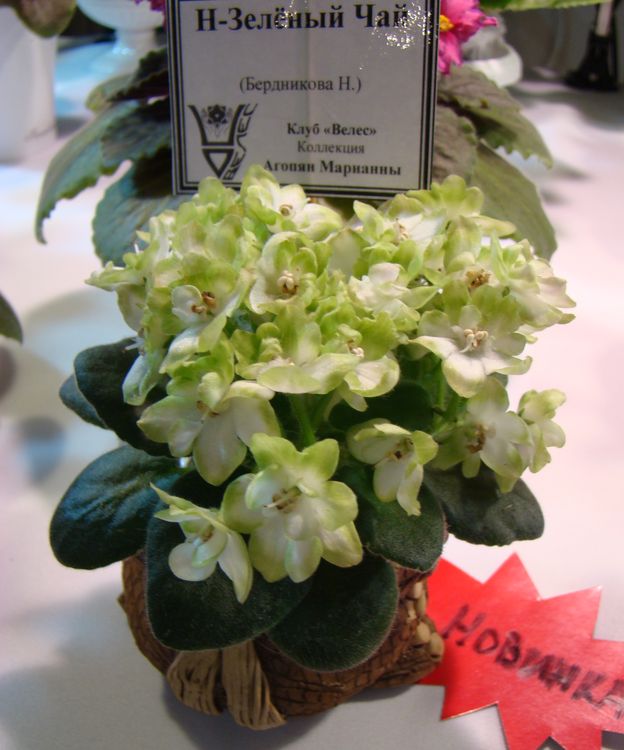 DSC03032.JPG