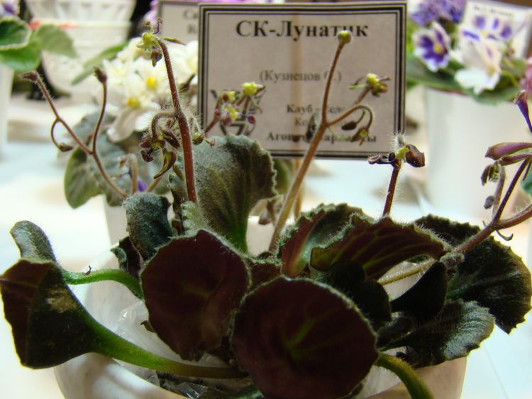 DSC03030.JPG