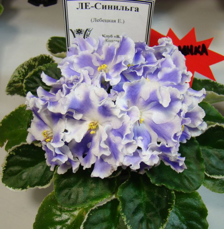 DSC03022.JPG