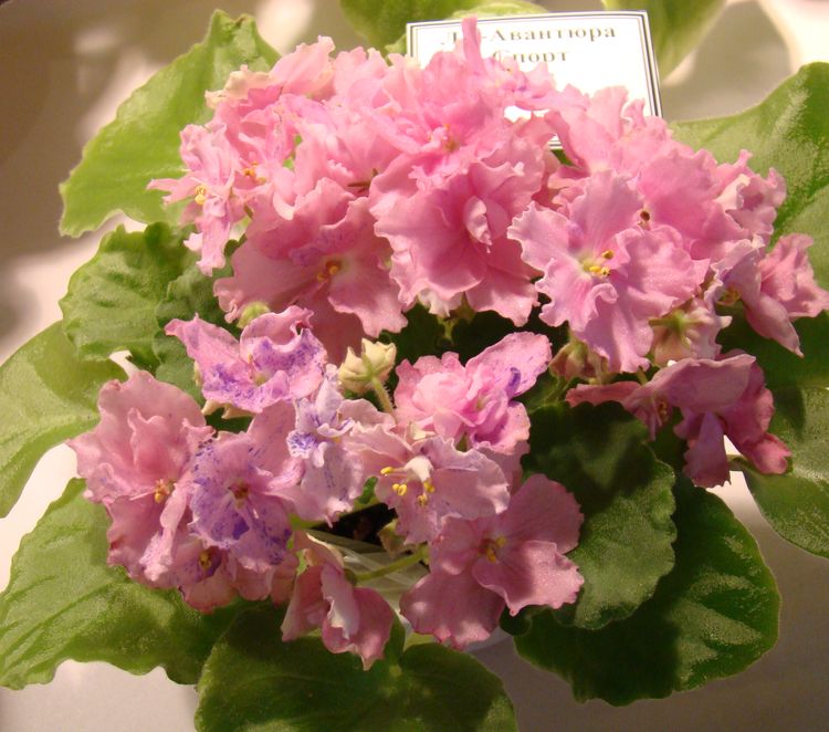 DSC03018.JPG