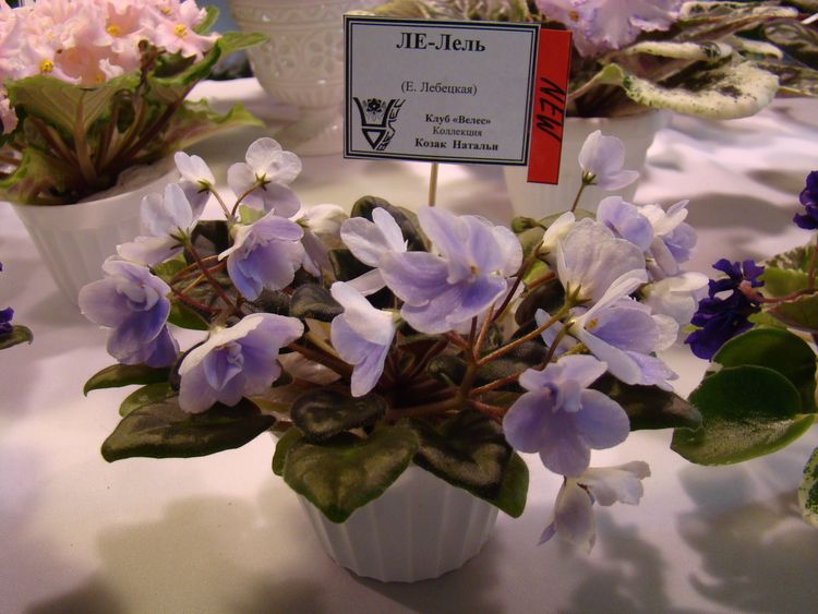 DSC02901.JPG