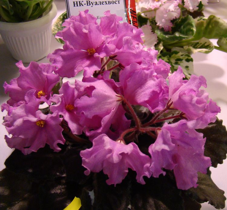 DSC02905.JPG