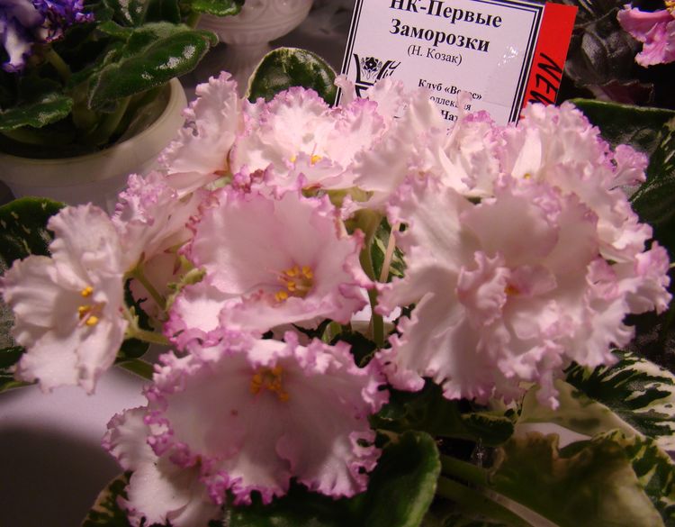 DSC02906.JPG