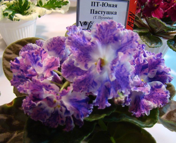 DSC02910.JPG
