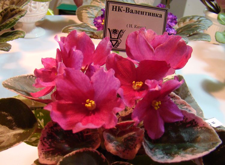 DSC02911.JPG