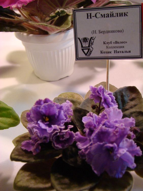 DSC02925.JPG
