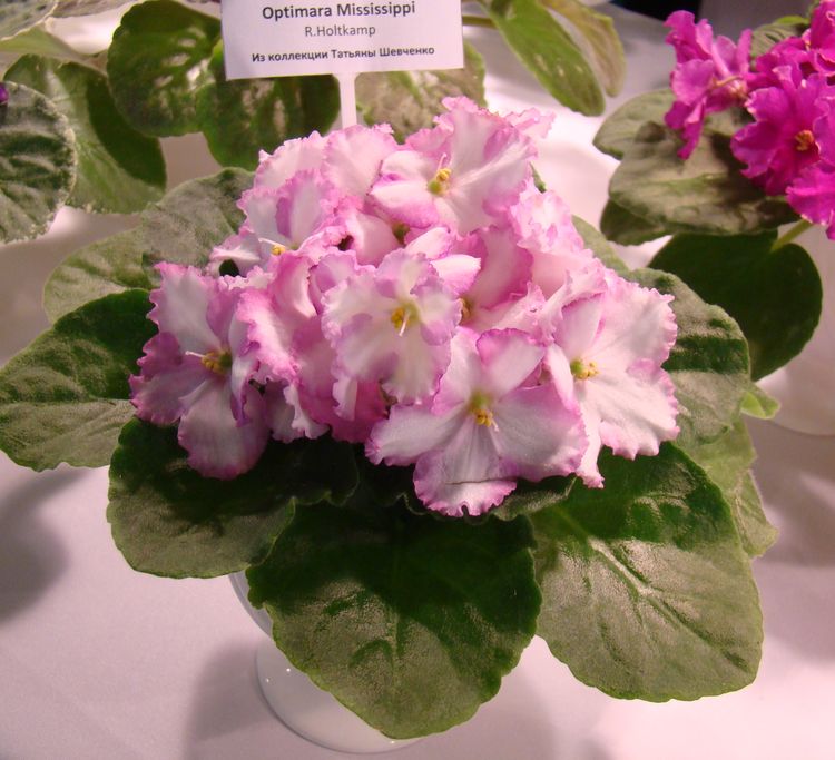 DSC02955.JPG