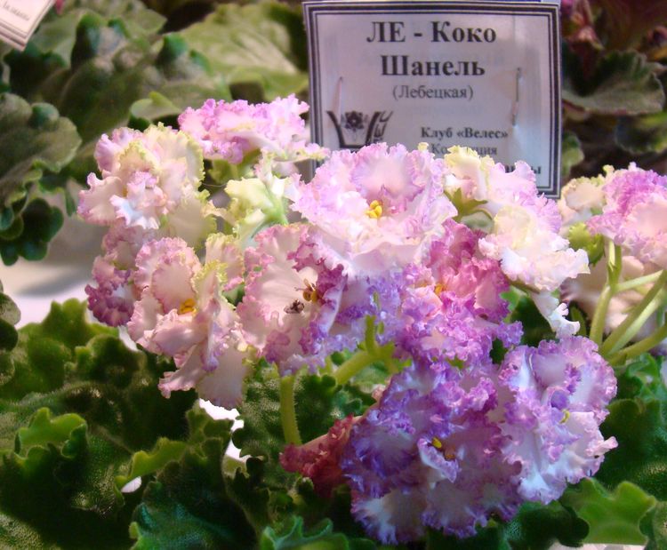 DSC02980.JPG