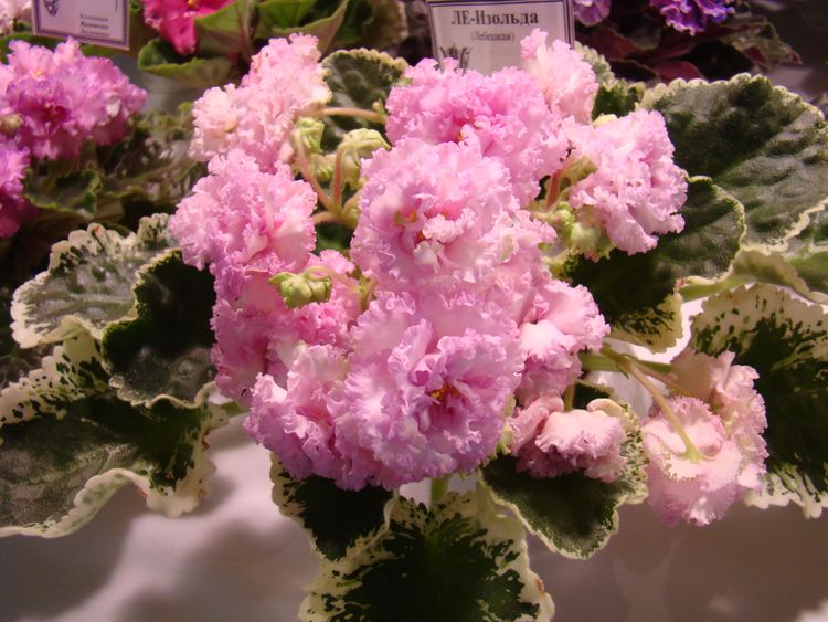 DSC02985.JPG