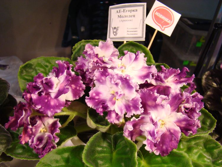 DSC02990.JPG