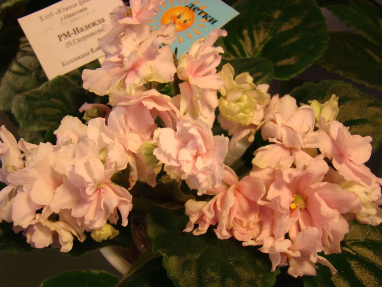 DSC02996.JPG