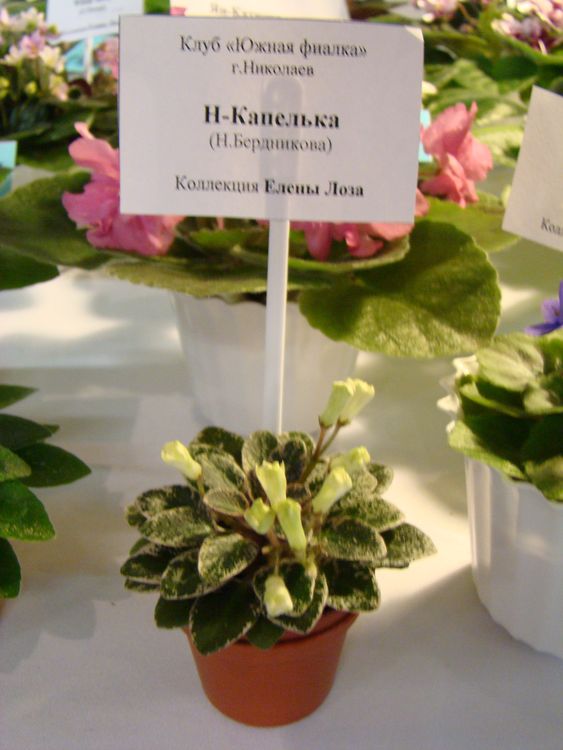 DSC03001.JPG