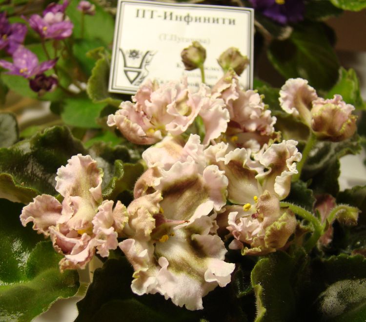DSC03010.JPG