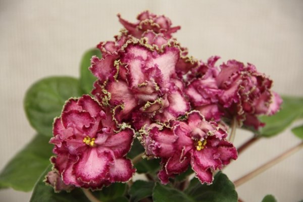 IMG_5507.JPG