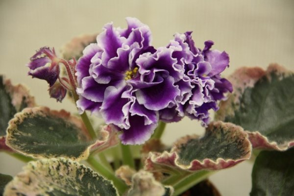 IMG_5534.JPG