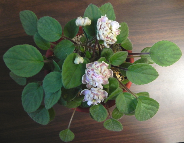 Pink Mint s.jpg