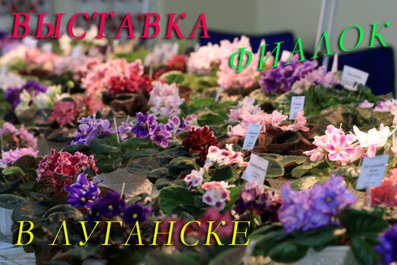выст фиал IMG_0136.jpg