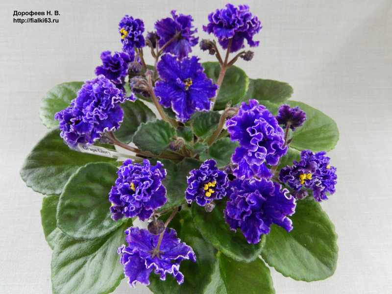 Grape Glory