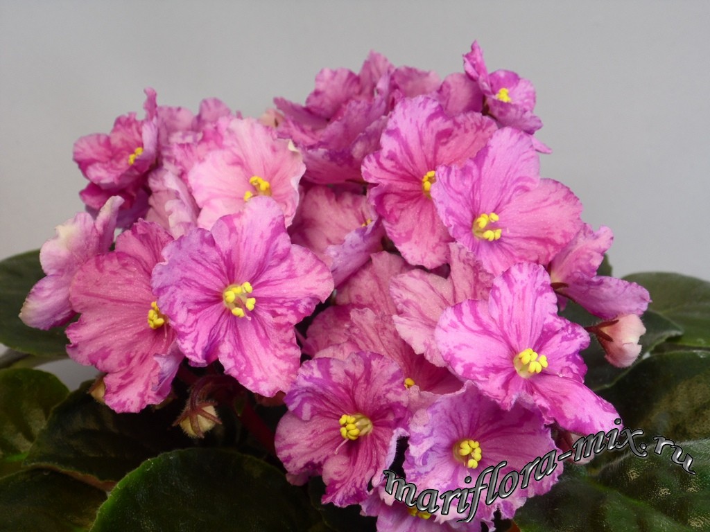 SAM_4025Pretty'n'Pink (Sorano).jpg
