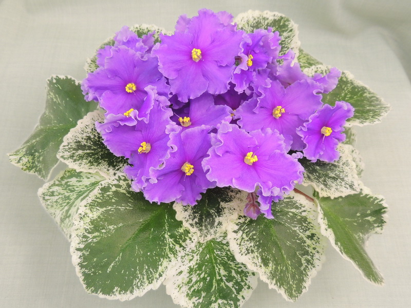 ЛЕ-Грёзы Султана