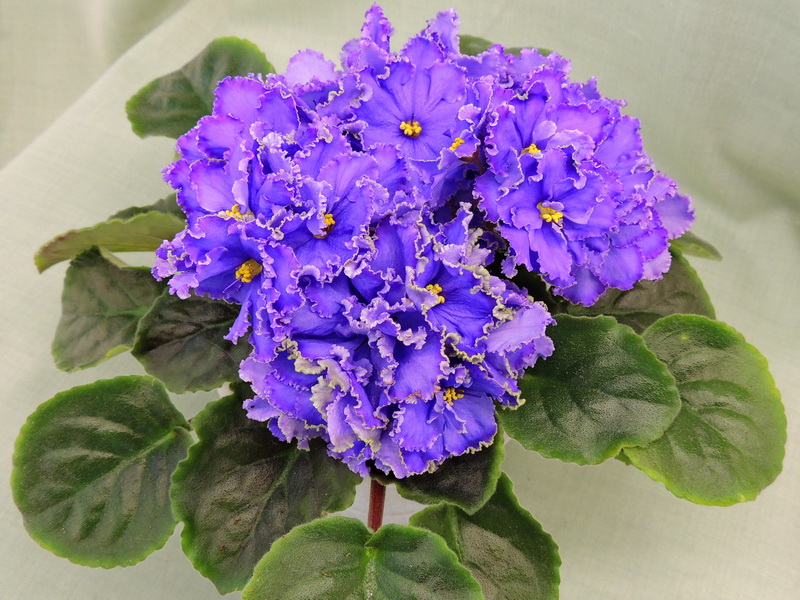 ЛЕ-Лунные Грёзы
