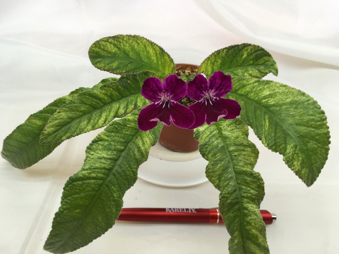 Dale's Polar Berry  (D. Martens)