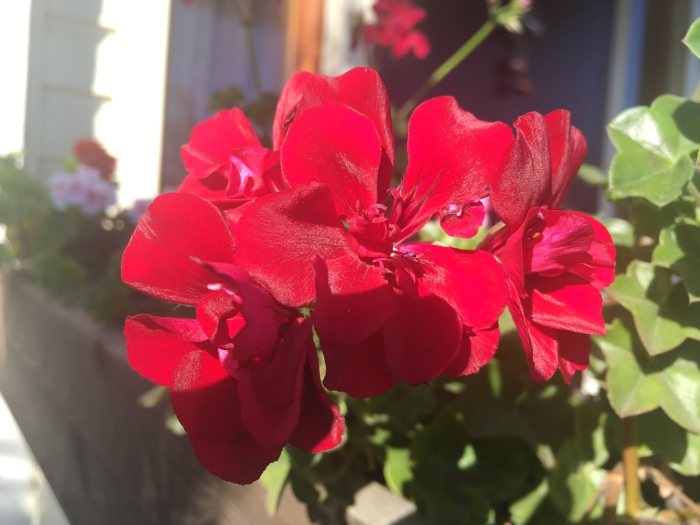 Плющелистная