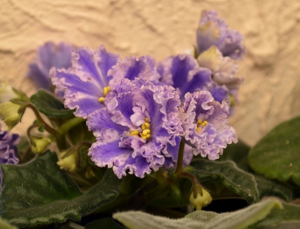 Taiwan Purple Chimera