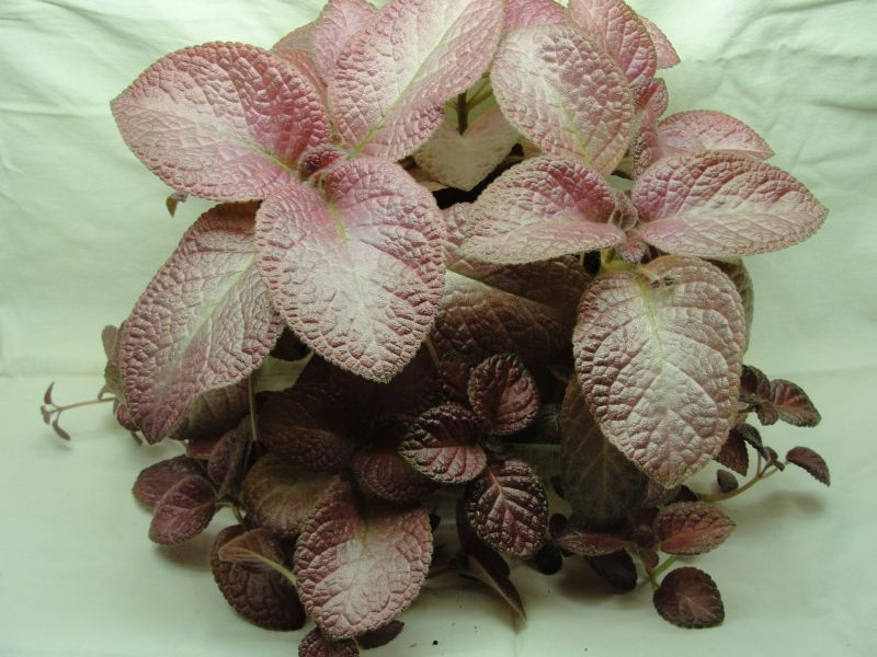 Strawberry Mist.jpg