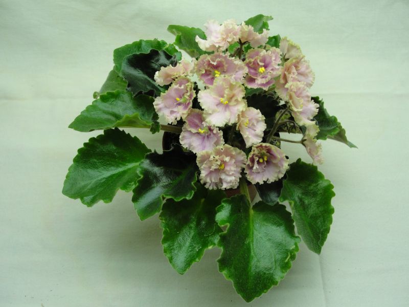 Rob's Antique Rose.jpg
