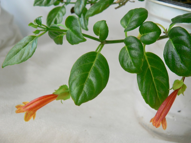 repens (jamaicensis) 004 коррекция.JPG