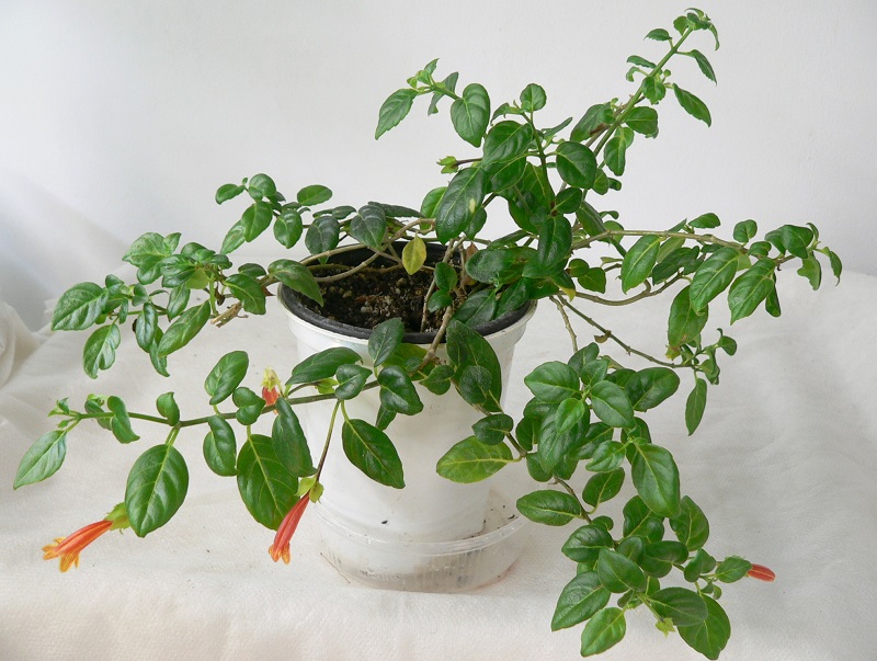 repens (jamaicensis) 002 коррекция.JPG