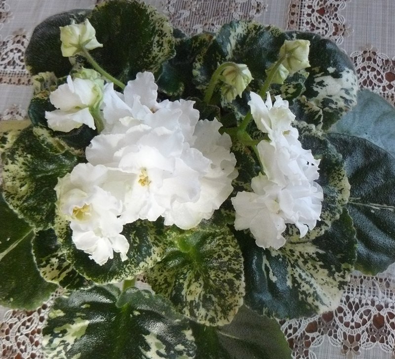 ЛЕ-Белая Камелия