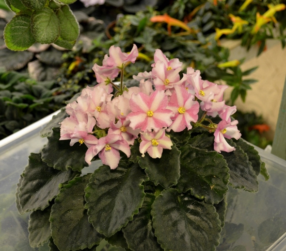 DS-Moonflower (Dimetris)