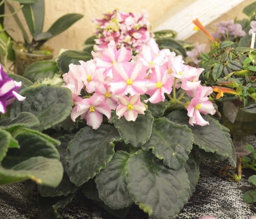 DS-Moonflower (Dimetris)