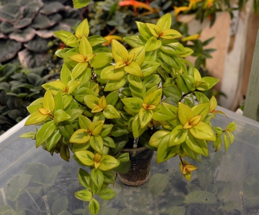 Nematanthus gregarius Sarah