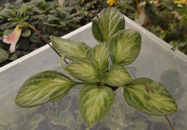 'Patina' (E.Bygott)