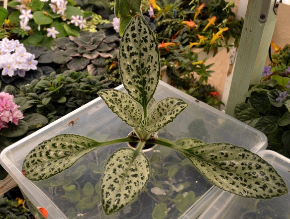 Sinensis
