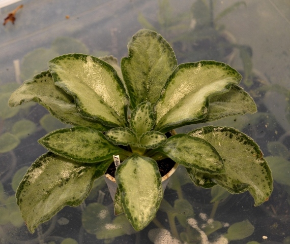 Primulina Betty