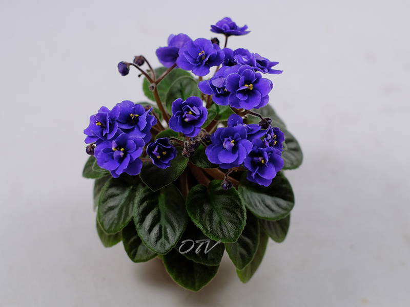 Blue Blazes