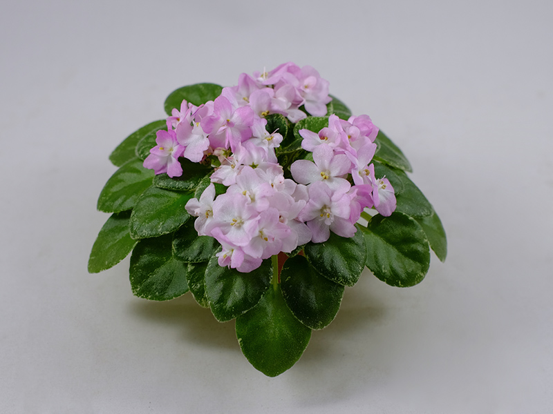 Shirl's Touch o' Pink