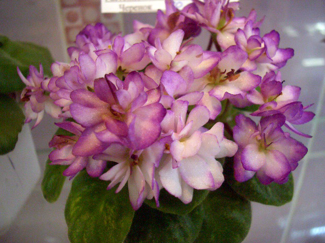 Festive Holiday к.Стуленкова.JPG
