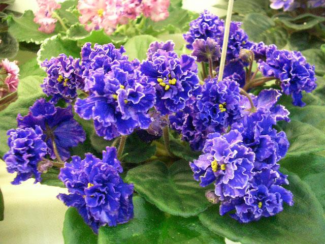 Grape Glory к.Дорофеев.JPG