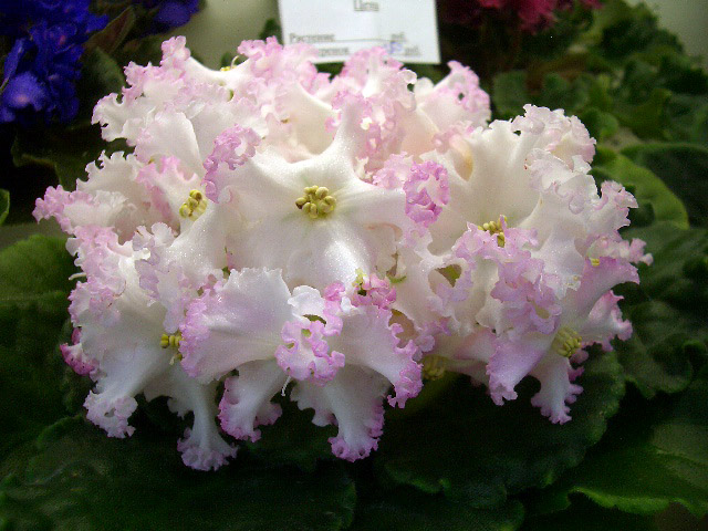 ЛЕ-Поцелуй Ангела к.Стуленкова.JPG