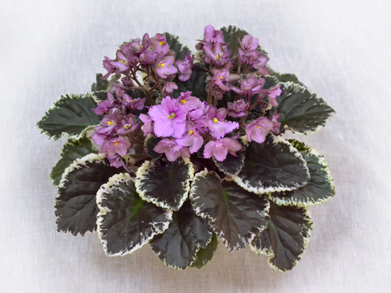 Wild Irish Rose (S.Sorano) колл.Н.Дорофеев
